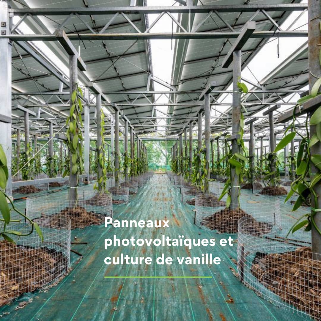 Panneaux photovoltaïques et culture de vanille : le projet de Corsica Sole et Pro Vanille