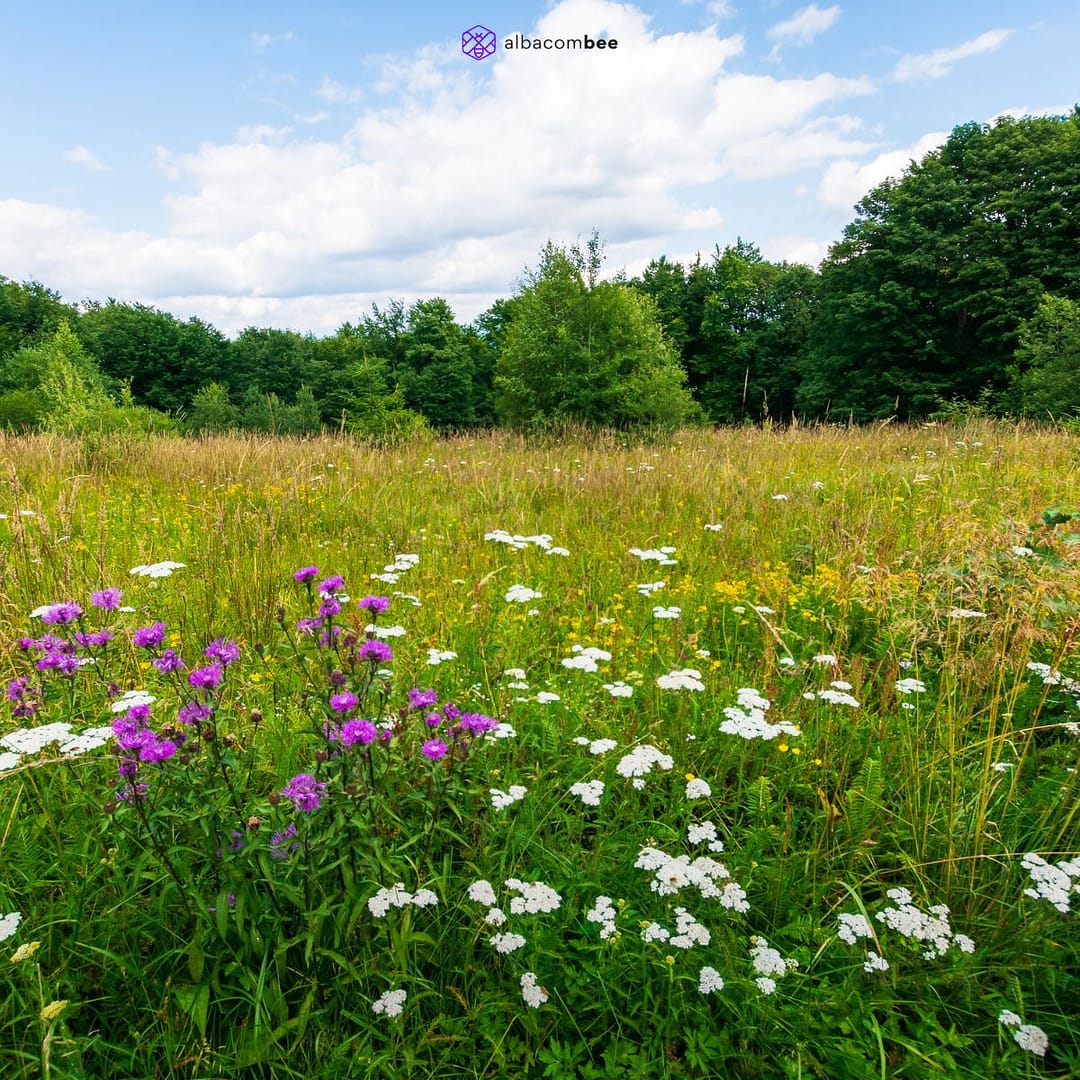 Concilier biodiversité et agriculture avec les SFN - Albacombee